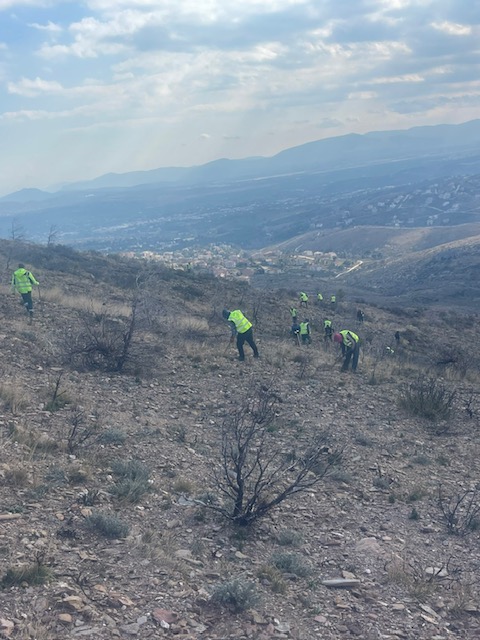 "Συμμαχία" επιχειρήσεων για την αναδάσωση του Αγίου Στεφάνου - Θα φυτευθούν 35.000 δενδρύλλια