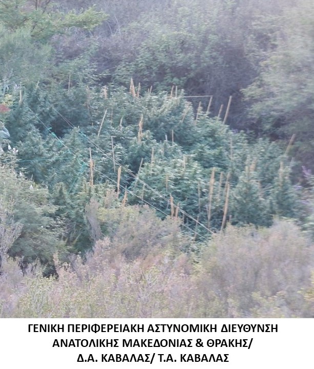 : Εντοπίστηκε φυτεία δενδρυλλίων κάνναβης σε δασική περιοχή της Καβάλας