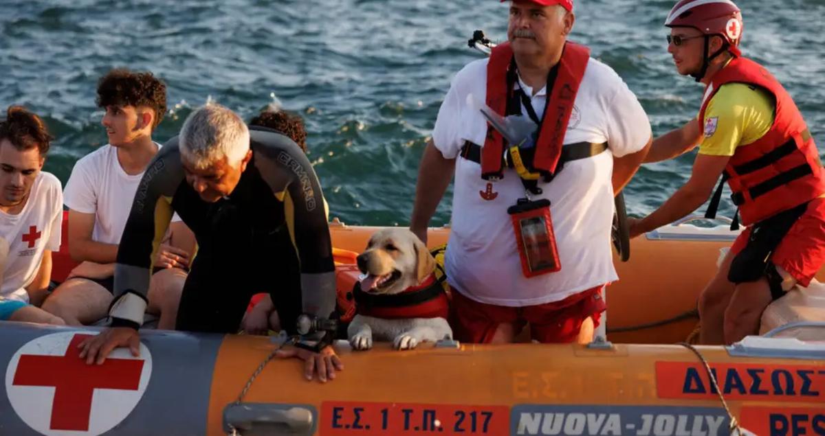 Ο Ελληνικός Ερυθρός Σταυρός εκπαιδεύει σκύλους-διασώστες για να επιχειρούν στο πλευρό των Ναυαγοσωστών στο υγρό στοιχείο