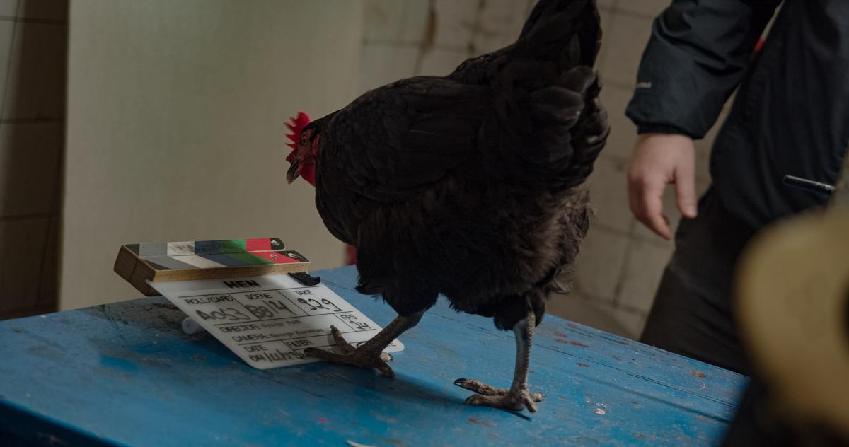 📽️ – H ταινία *HEN* (ΚΟΤΑ) του György Pálfi κάνει ευρωπαϊκή πρεμιέρα στο Σαν Σεμπαστιάν