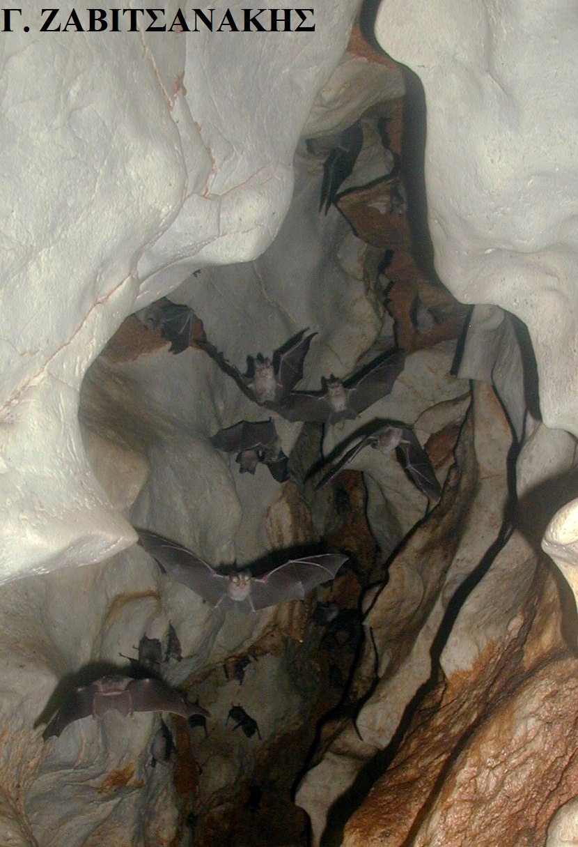 Ι. Ζαβιτσανάκης Σπηλαιολόγος. Δημοσίευση.