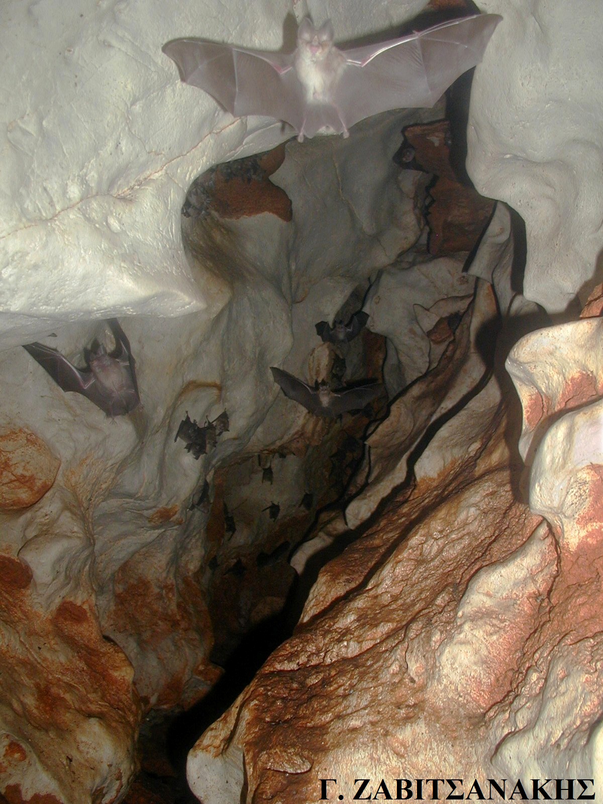 Ι. Ζαβιτσανάκης Σπηλαιολόγος. Δημοσίευση.