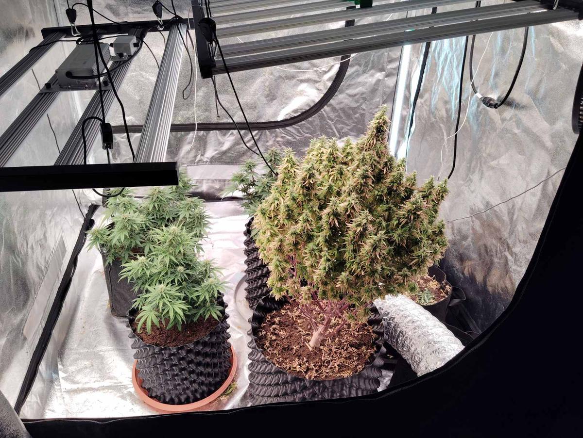 20-11-2025 Συνελήφθησαν δύο άνδρες για υδροπονική καλλιέργεια κάνναβης στο Αγρίνιο