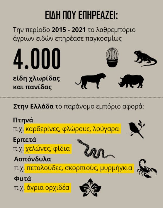 WWF: Έρευνα για το παράνομο εμπόριο άγριων ειδών στην Ελλάδα